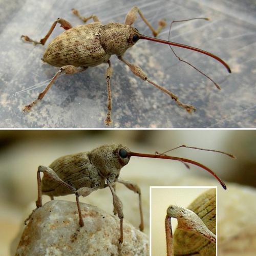Réf. 295 426 : Curculio elephas